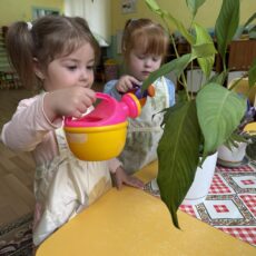 Ухаживаем за комнатными растениями